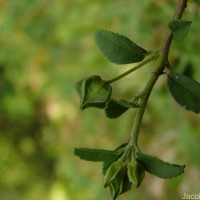 Sida rhombifolia subsp. alnifolia (L.) Ugbor.